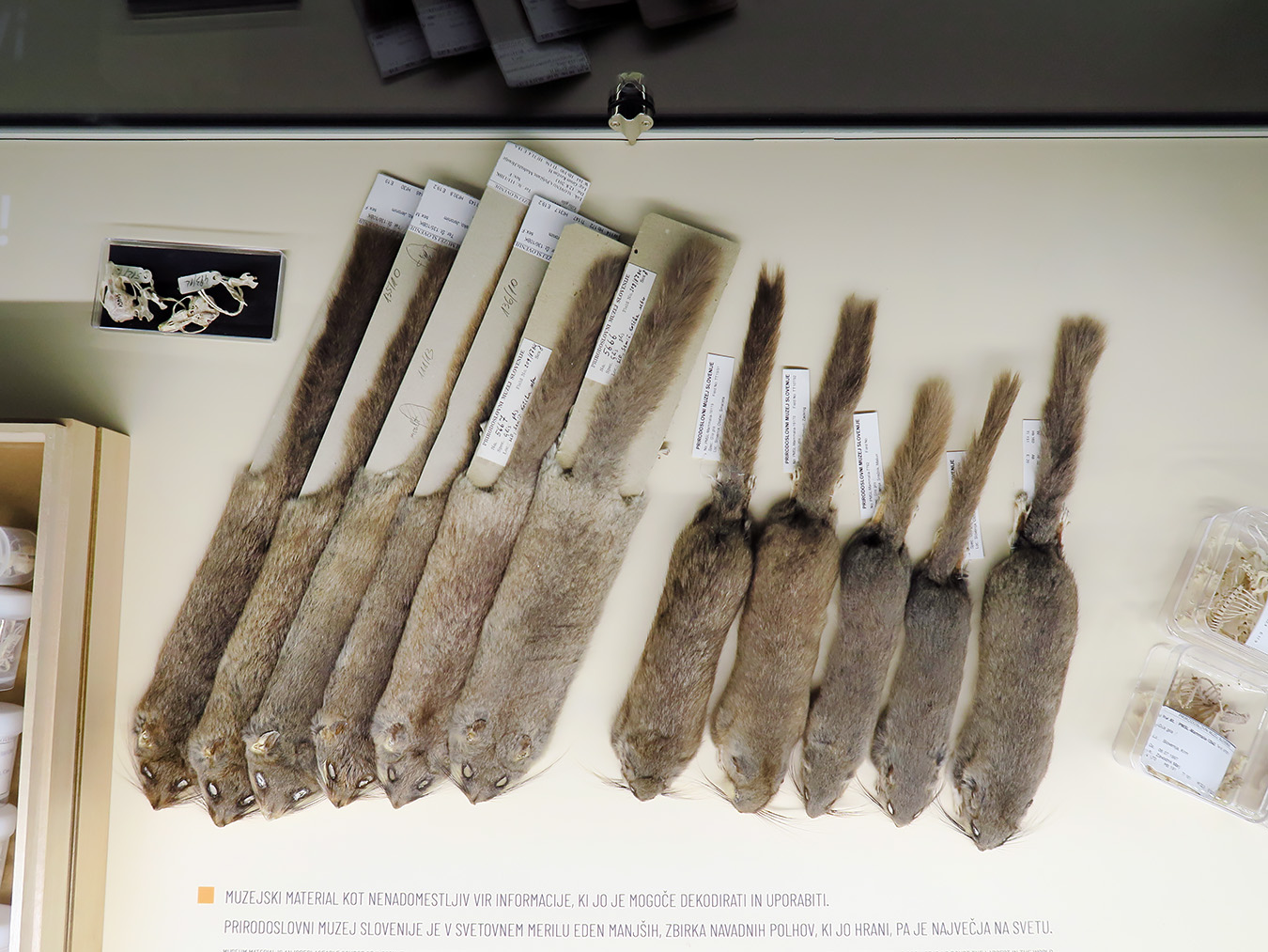 prirodoslovni muzej ljubljana 7-2023 9119