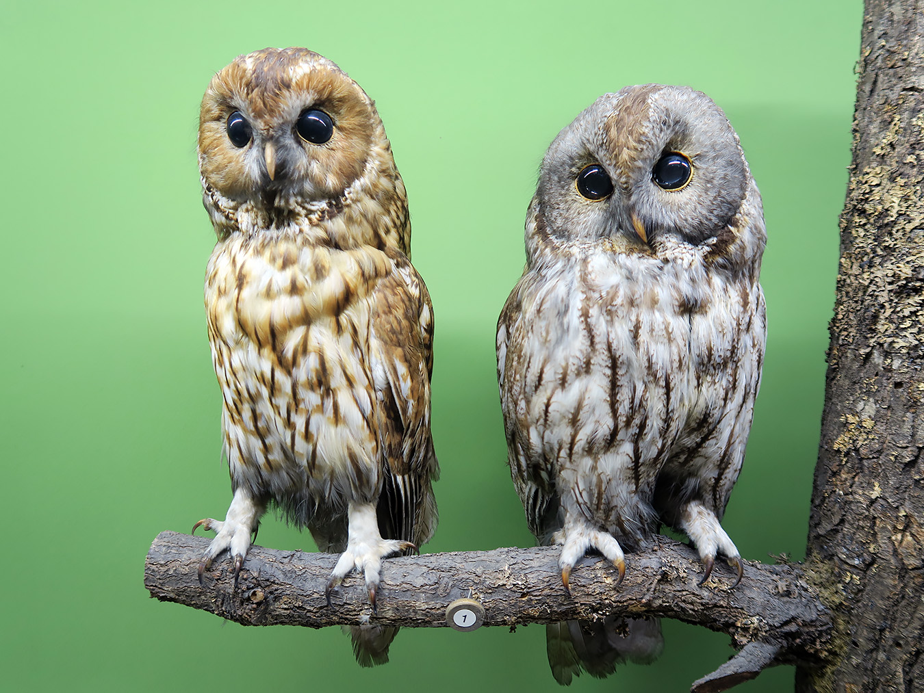 prirodoslovni muzej ljubljana 7-2023 9130