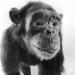 chimp nat hist london 5-2015 5985