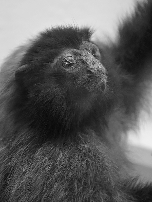 la specola 8-2017 1477