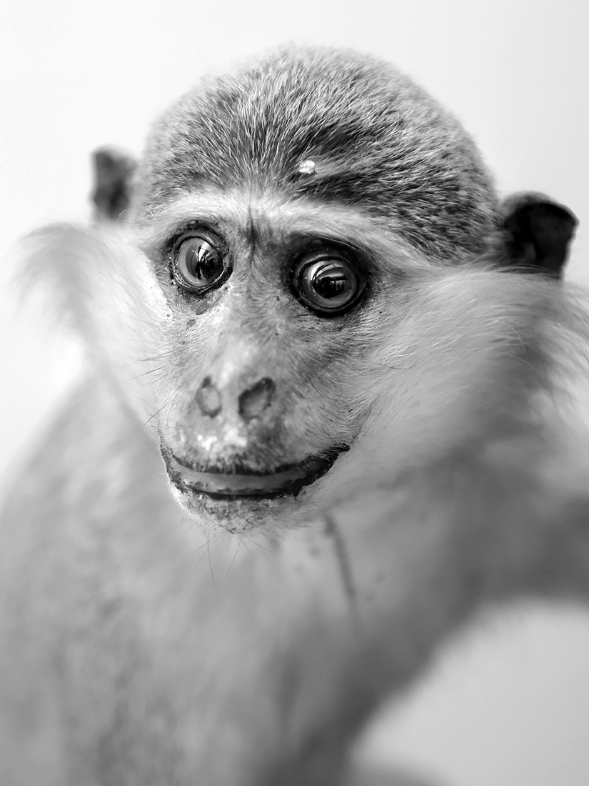 museo di zoologica bologna 8-2022 4616-