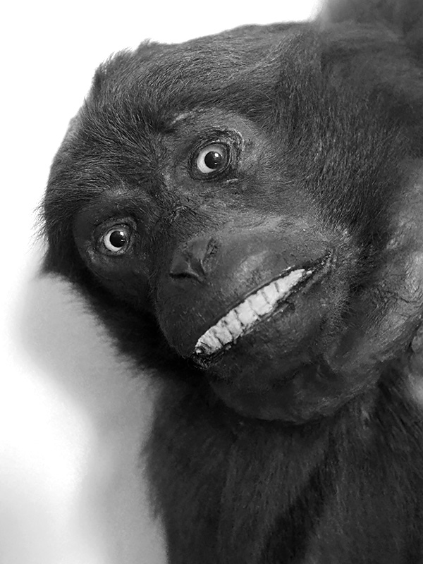 museum de histoire naturelle rouen 8-2021 9490