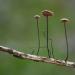 Paardenhaartaailing (Gymnopus androsaceus) 10-2025 2290 Paardenhaartaailing (Gymnopus androsaceus) 10-2025 2290