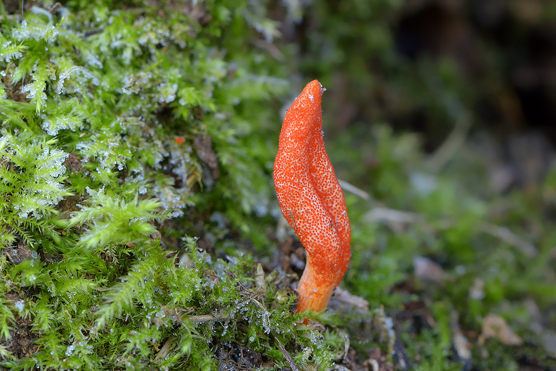 Rupsendoder (Cordyceps militaris) 11-2016 3227