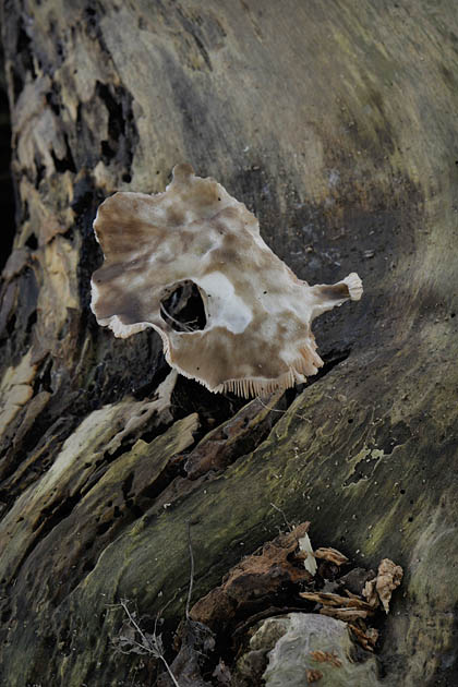 aangeknaagde plaatjeszwam 10-2010 0084