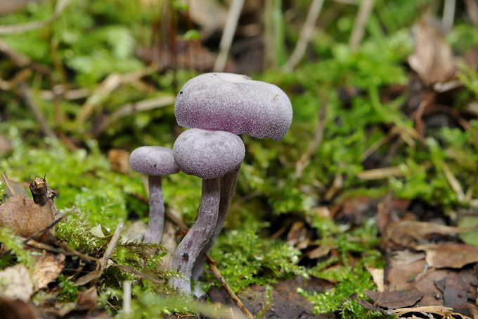 amethystzwam (lacaria amethystea)