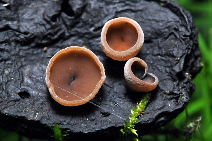 bekerzwam (pezizaceae sp)