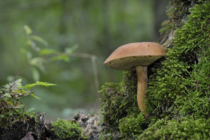 berkenboleet (leccinum scabrum) 09-2010 9583