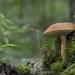 berkenboleet (leccinum scabrum) 09-2010 9583 berkenboleet (leccinum scabrum) 09-2010 9583