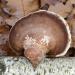 berkenzwam (fomitopsis betulina)11-2024 1760