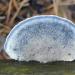 blauwe kaaszwam (cyanosporus caesius) 11-2024 1766