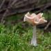 bleekrandslijmkop (hygrophorus unicolor) 10-2014 0970