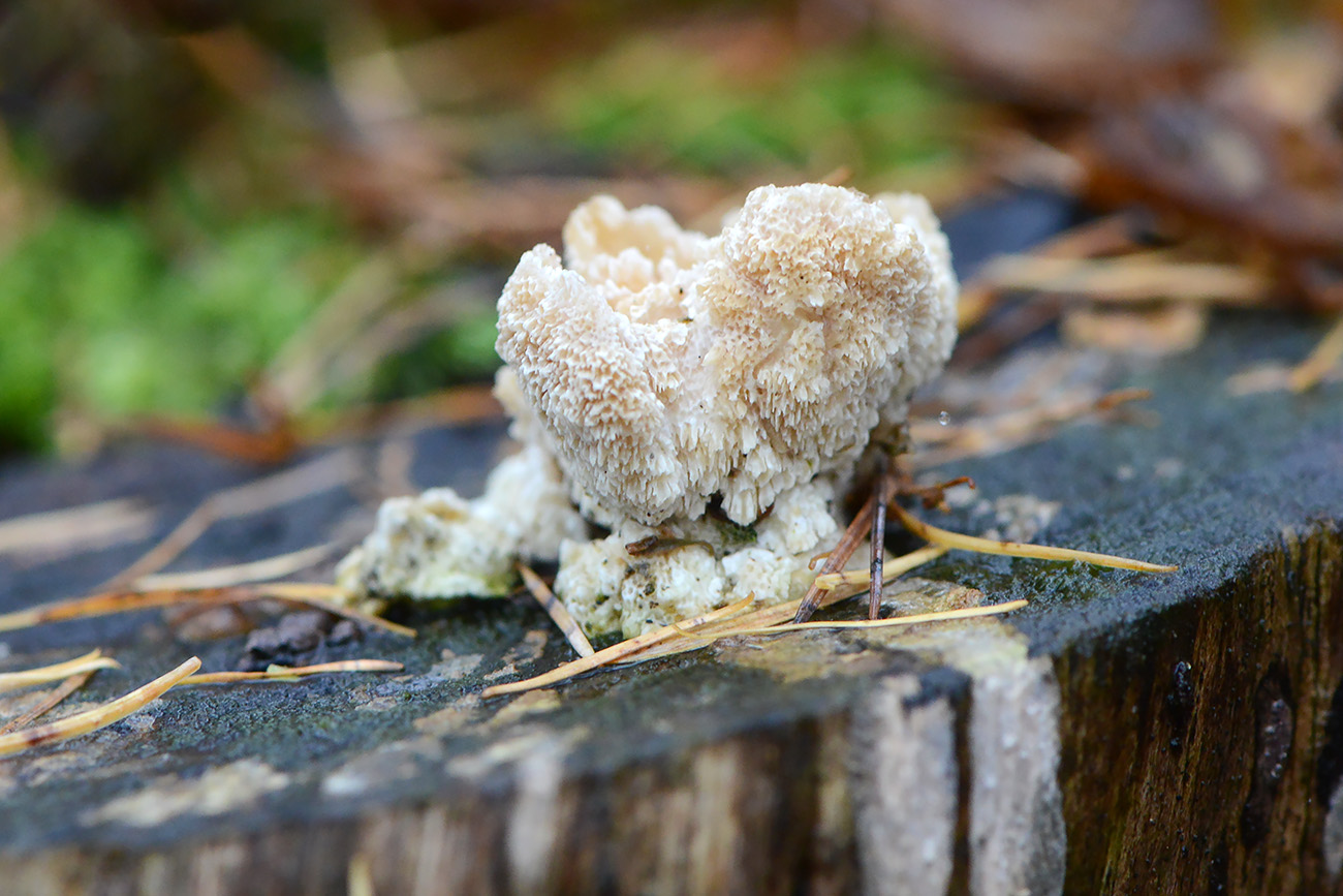 boompuist (postia ptychogaster - teleomorf) 11-2021 0568