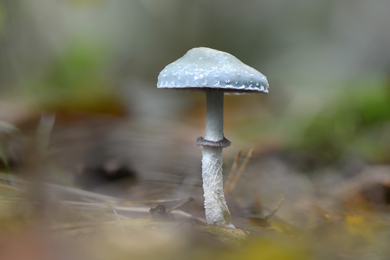 echte kopergroenzwam (stropharia aegurinosa) 10-2024 1336