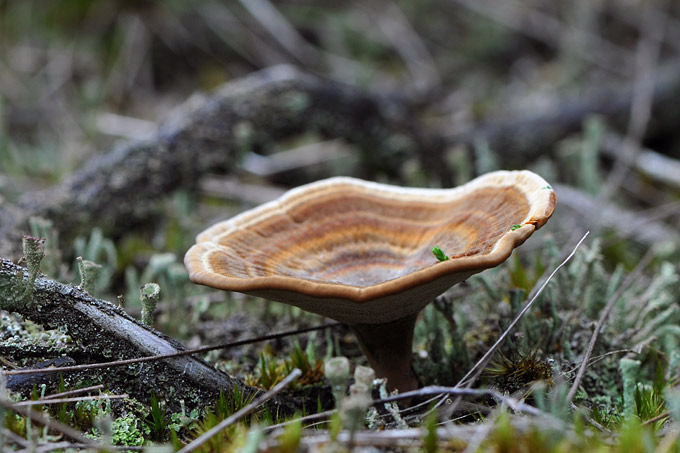 echte tolzwam (coltricia perennis)