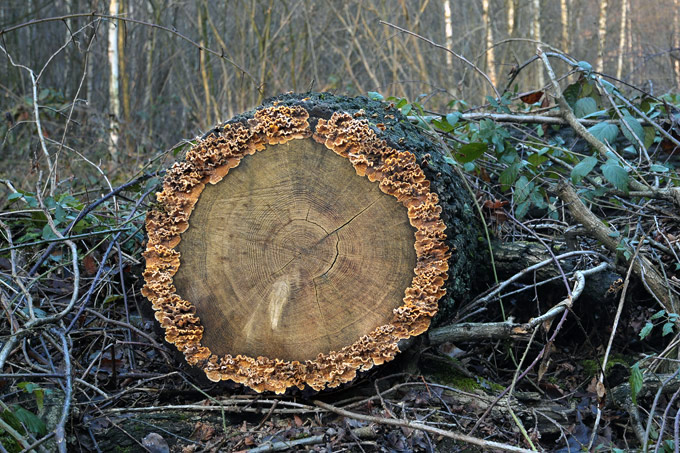 elfenbankjes (trametes sp)