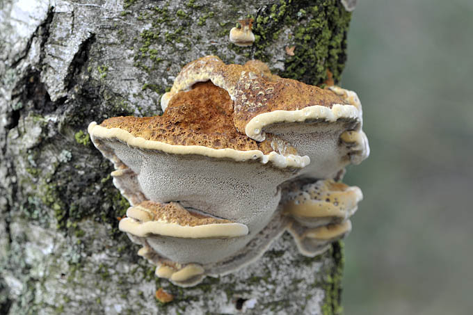 elzenweerschijnzwam (ionotus radiatus) 11-2010 1908