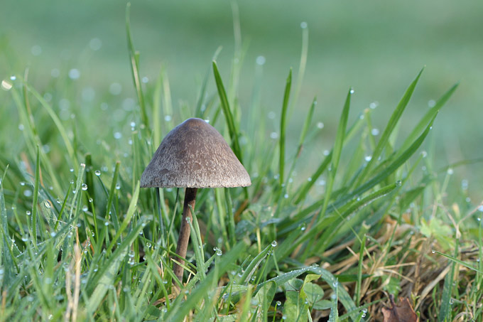 franjevlekplaat (panaeolus sphinctrinus)