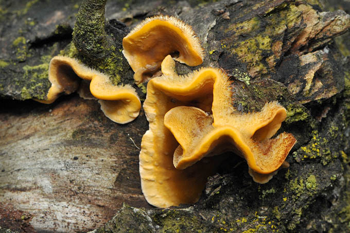 gele korstzwam (stereum hirsutum) 3474
