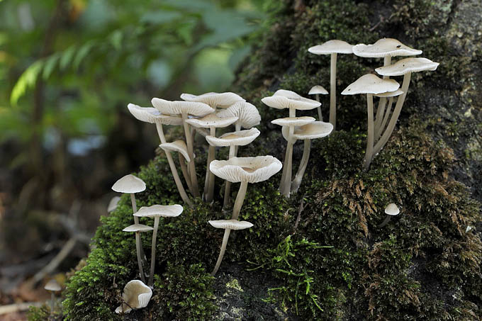 gestreepte trechterzwam (clitocybe vibecina) 09-2010 9832