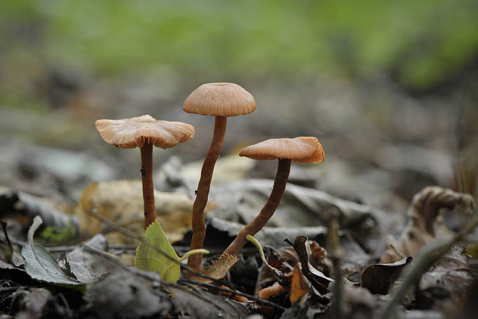 gewone fopzwam (laccaria laccata) 09-2010 9465