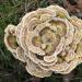 gewoon elvenbankje (trametes veresicolor) 3-2011 4993