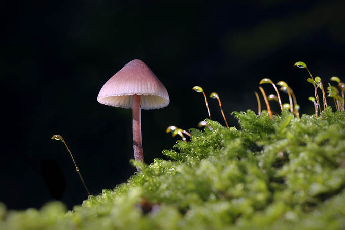 grote bloedsteelmycena (mycena haematopus) 09-2010 9824