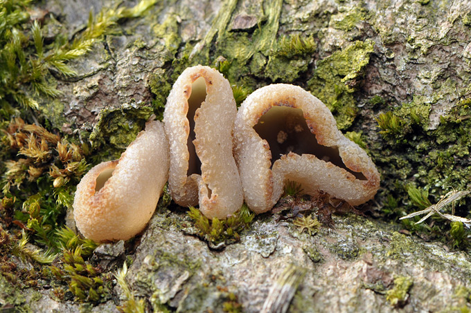 grote houtbekerzwam (peziza varia)