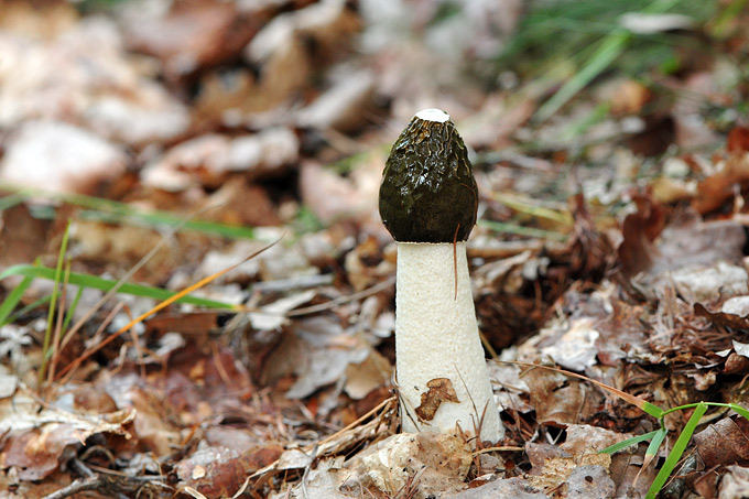 grote stinkzwam (phallus impudicus)