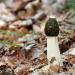 grote stinkzwam (phallus impudicus)