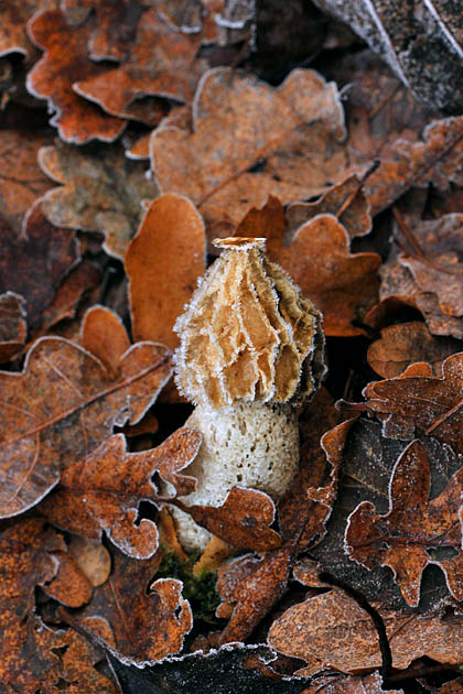 grote stinkzwam (phallus impudicus) 12-2011 3423
