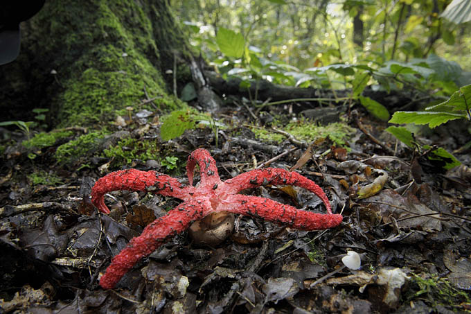 inktviszwam (clathrus archeri) 09-2010 9847