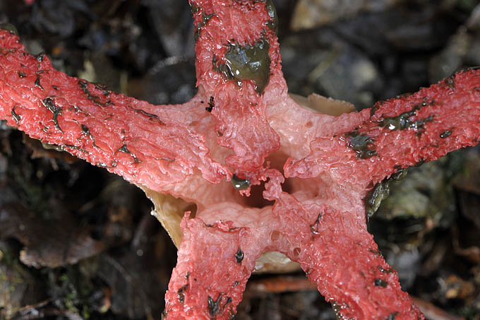 inktviszwam (clathrus archeri) 09-2010 9868