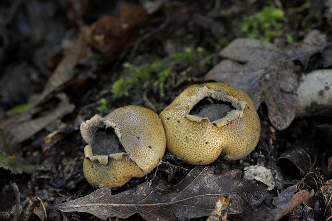 kleine aardappelbovist (sceloderma areolatum) 10-2010 9878