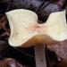 kleine bostrechterzwam (clitocybe candidans)