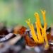 kleverige koraalzwam (Calocera viscosa) 10-2020 3669
