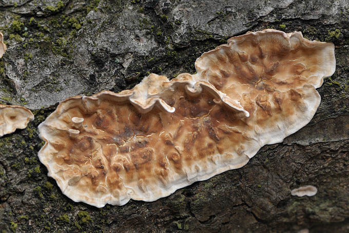 korstzwam (stereum sp.) 3424