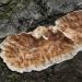 korstzwam (stereum sp.) 3424