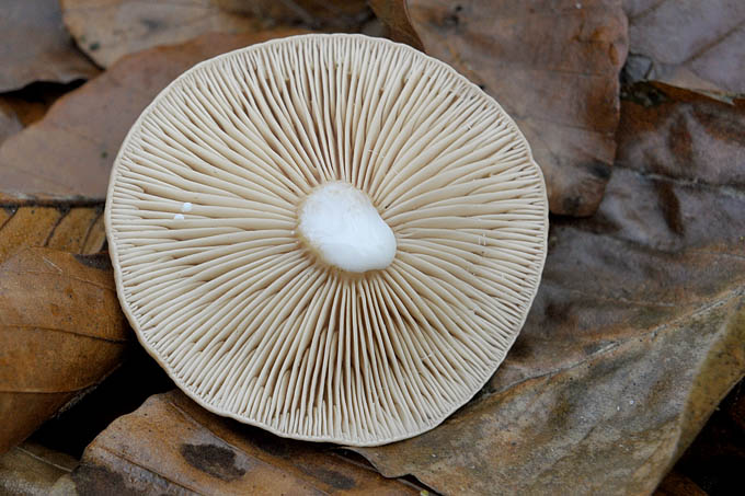 melkzwam (lactarius sp.) 11-2010 2170