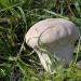 plooivoetstuifzwam (calvatia excipuliformis) 09-2010 9987