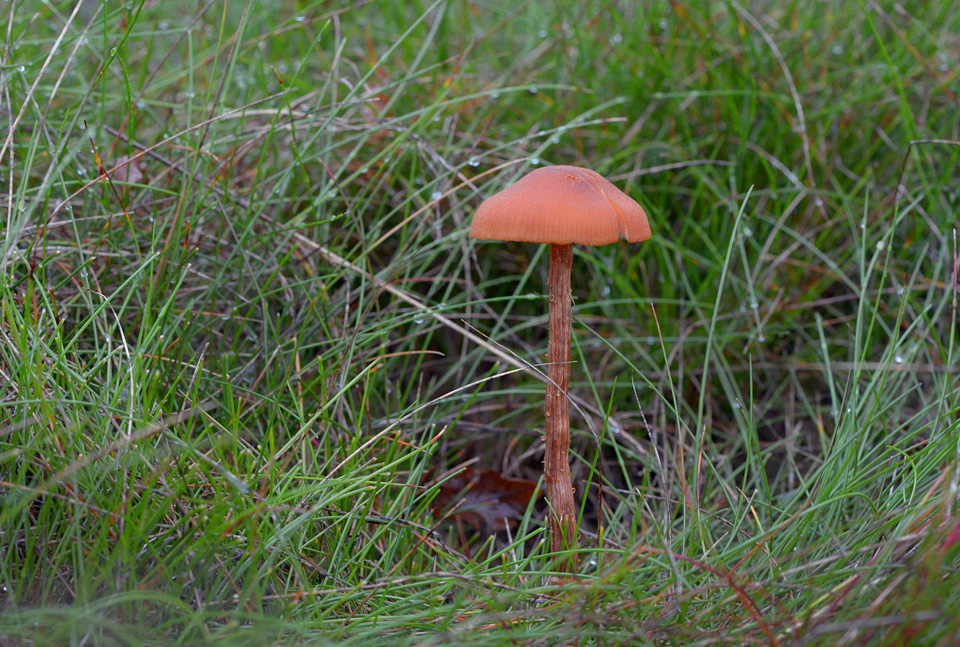 schubbige fopzwam (laccaria proxima) 10-2014 1007