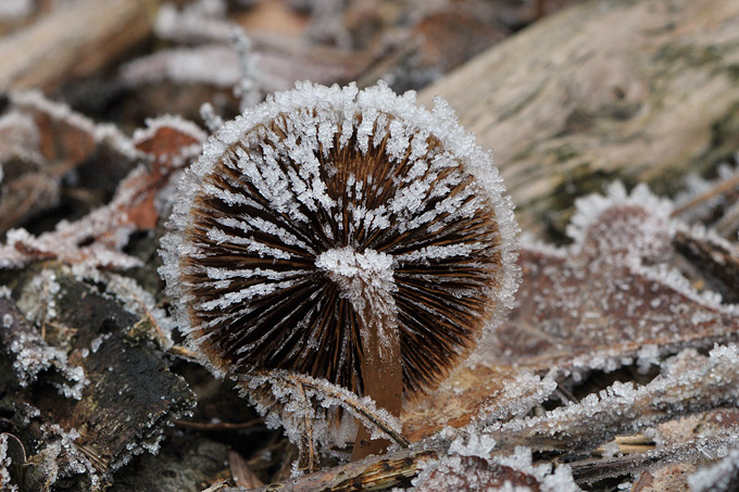 schubbige fopzwam (laccaria proxima) 8512