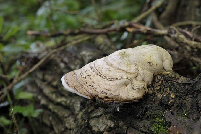 tonderzwam (fomus fomentarius) 09-2010 8827