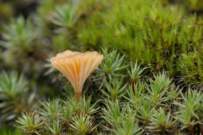 veentrechtertje (omphalina ericetorum) 3431