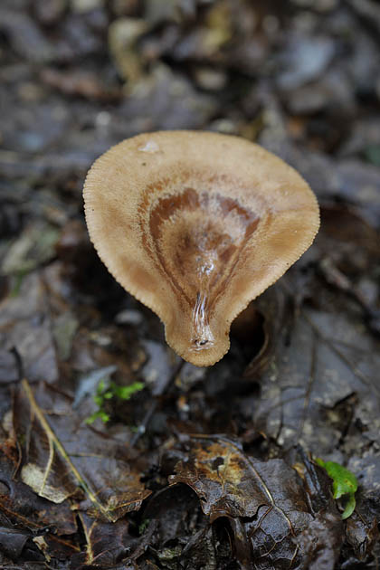 viltige maggizwam (lactarius helvus) 10-2010 8864