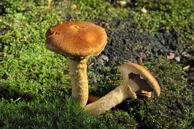 vlamhoed (gymnopilus spectabilis) 10-2010 9780