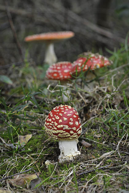 vliegenzwam  (amanita muscaria) 09-2010 9395