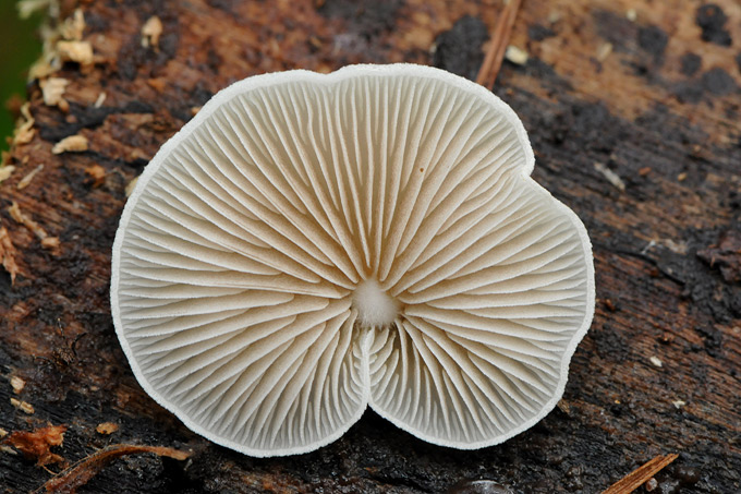 week oorzwammetje (crepidotes mollis) 3028