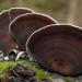 winterhoutzwam (lentinus brumalis) 11-2008 3491