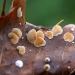 witte oorzwam (Crepidotus variabilis s.l.) 11-2019 0518